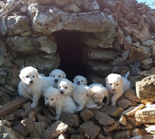 Basta Voler Dare Una Casa , Sono In 10 Tra Maschi E Femmine 